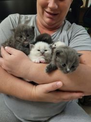 TICA Registered Kittens