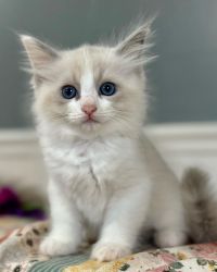 Blue Eyed Ragdoll Kittens