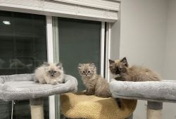 TICA Purebred Ragdoll Kittens