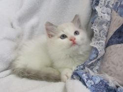 Ragdoll Male Kitten - Snowball
