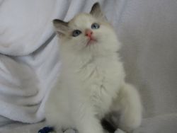 Ragdoll Male Kitten - Smokey