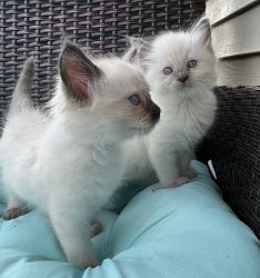 Beautiful male Ragdoll kittens for sale!