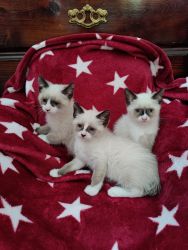 Ragamese Kittens only 1 Male left