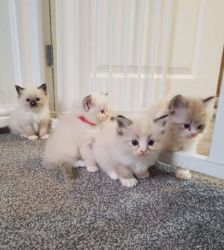 Ragdoll kittens available now