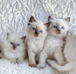 Male and female Ragdoll kittens for pet lovers.