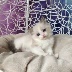 Cute healthy Ragdoll kitten