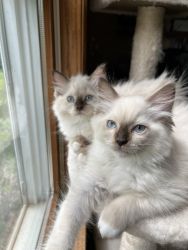 TICA Ragdoll Kittens