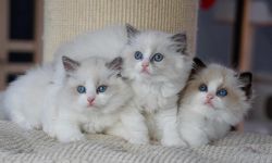 Adorable Ragdoll Kittens For Sale