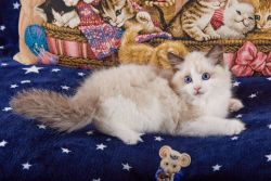 Chester Ragdoll kittens