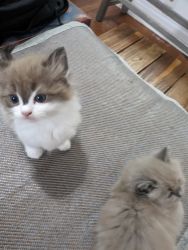Cute Ragdoll Kittens