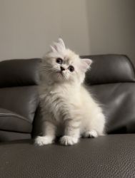 Ragdoll/British Longhair Kittens