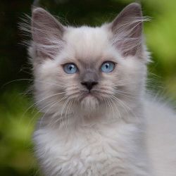 Lovely Cute Ragdoll kitten