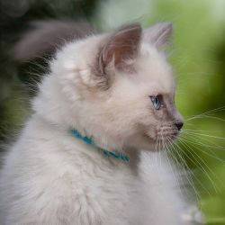 Cute Lovely Ragdoll kitten
