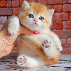 Healthy Cute Ragdoll kitten