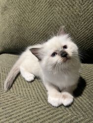 Male Ragdoll kitten for sale