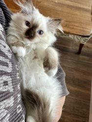Purebred Ragdoll Kittens Available Now