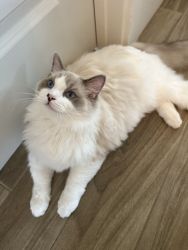 Rag Doll Cats for Sale 6 month males