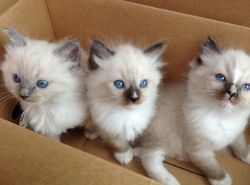 Gorgeous Ragdoll Kittens Available