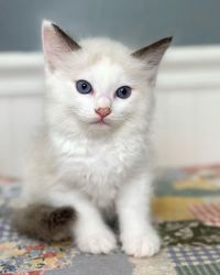 Ragdoll Kittens Looking For Homes