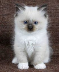 Gorgeous Ragdoll Kittens Available