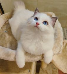 beautiful female ragdoll kitten for sell