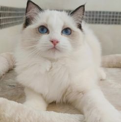 gorgeous ragdoll female is looking for new home
