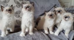Ragdoll Kittens Ready To Leave