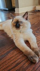 Ragdoll kitten is looking for a new home