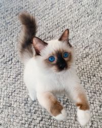 Adorable Ragdoll Kitten