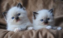 Ragdoll kittens for sale, boy and girl