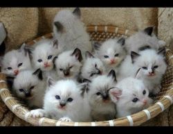 Beautiful ragdoll kittens for sale