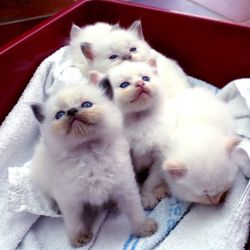 Adorable Ragdoll kittens for sale