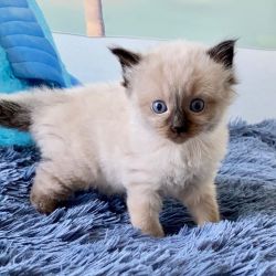 Cute Ragdoll Looking for New Home