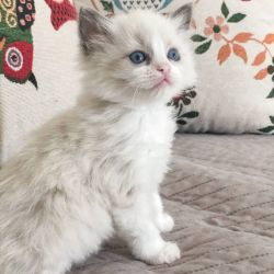 Adorable Male Ragdoll Kitten: Your Perfect Feline Companion