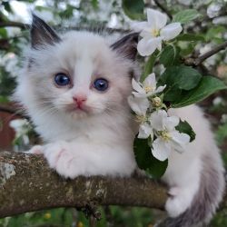 Beautiful Green Eyes Ragdoll kitten