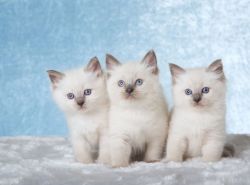 Gorgeous ragdoll kittens ready now