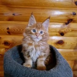 Properly Raised Kittens For Christmas(ragdoll,mainecoon,bengal,BSH,Sx)