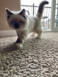 16 Weeks Old Ragdoll Kitten for Sale
