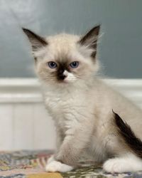 Ragdoll Kittens for new homes