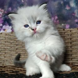 Blue Eyes Ragdoll Kitten