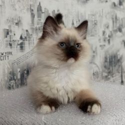 Super Precious Ragdoll Kitten
