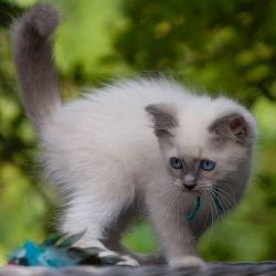 Charming Ragdoll Kitten