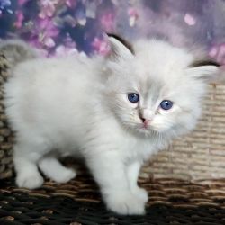 Sweet Adorable Ragdoll Kitten