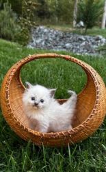 Small Clean Cream White Ragdoll Kittens For Sale