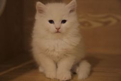 Potty Trained Male & Female Ragdoll Kittens For Sale