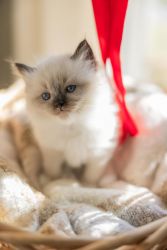 Little Male & Female Ragdoll Kittens For Sale