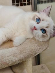 ragdoll ready for new home, able to meet