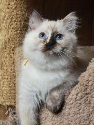 Adorable Male & Female Ragdoll Kittens For Sale