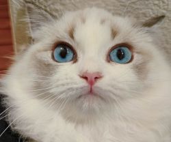 cute ragdoll looking for home