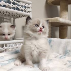 Cuddle Ragdoll Kittens Seeking New Home